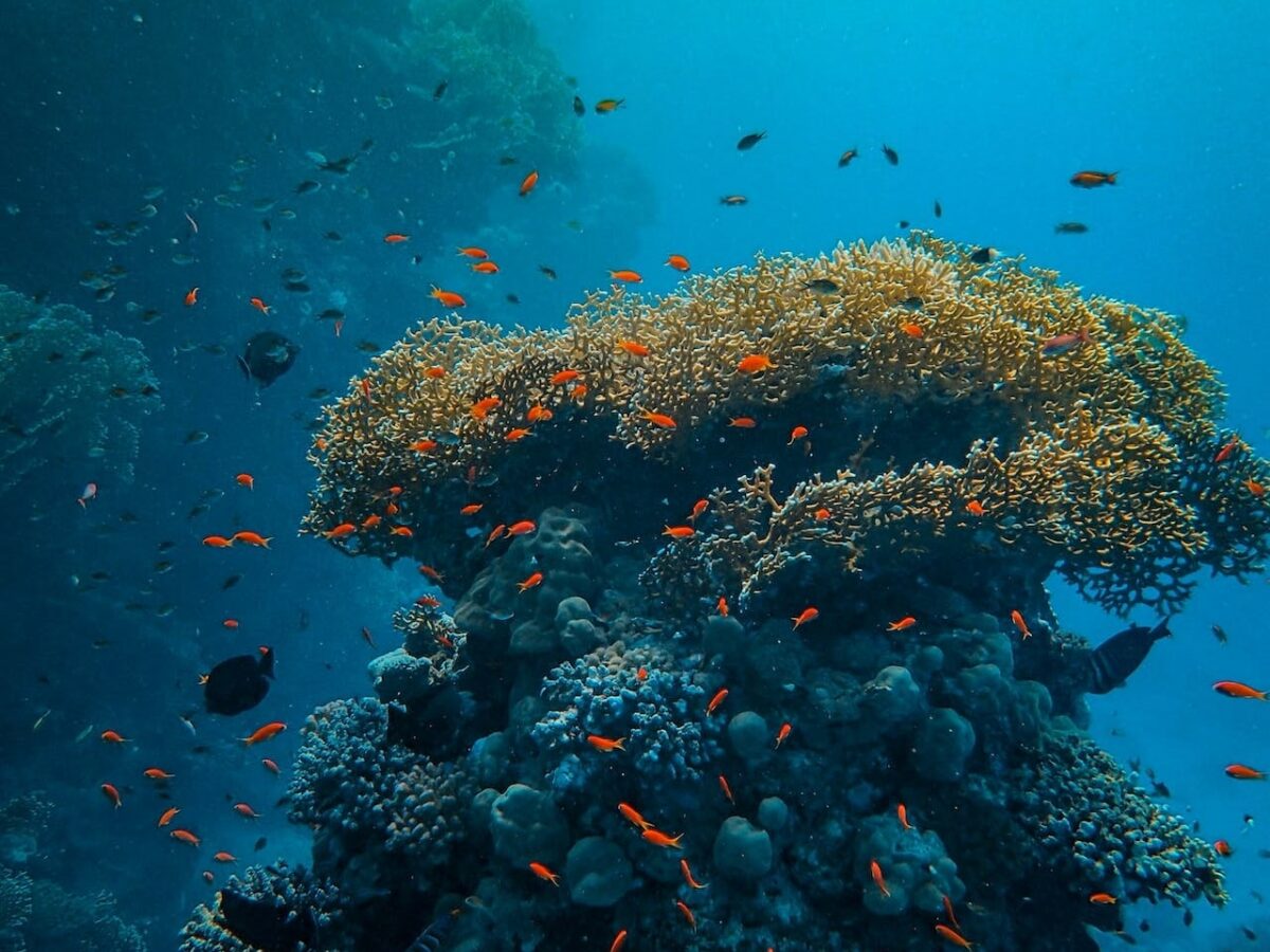 Algunas especies de coral podrían resistir cambio climático mejor de lo que se pensaba