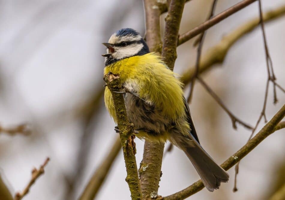Las aves macho mantienen su atractivo cantando todos los días