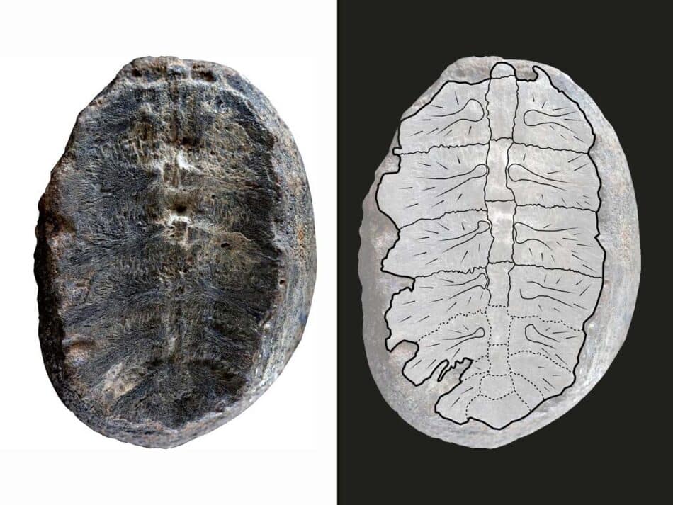 Descubrimiento sorprendente: una «planta fósil» resulta ser una tortuga bebé fosilizada