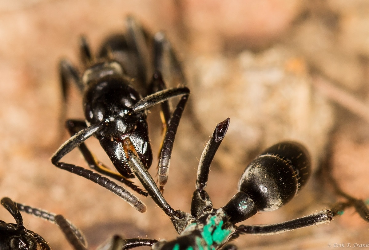 Estas hormigas se curan las heridas unas a otras con sus propios antibióticos
