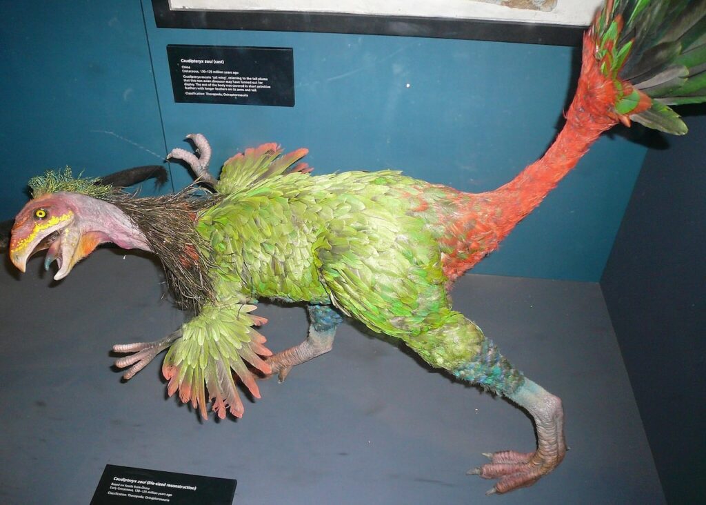 Caudipteryx