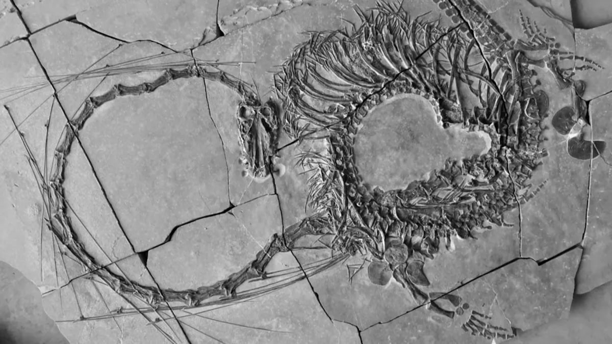 Descubierto el fósil de un «dragón» en China de 240 millones de años