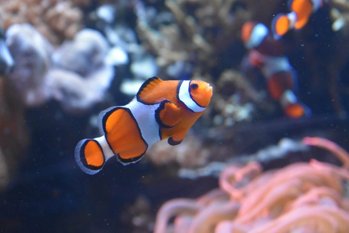Nemo no tiene memoria de pez: sabe contar
