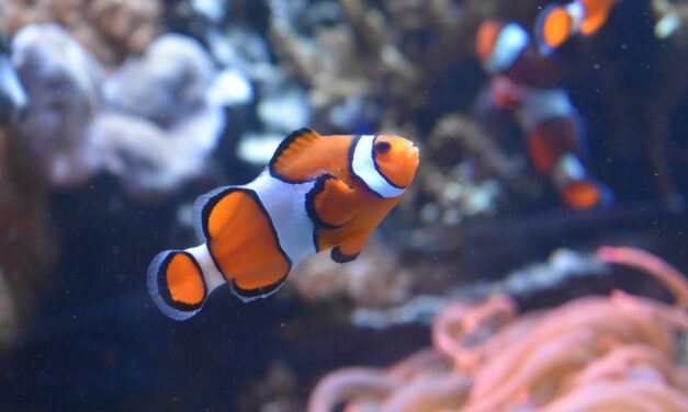 Nemo no tiene memoria de pez: sabe contar