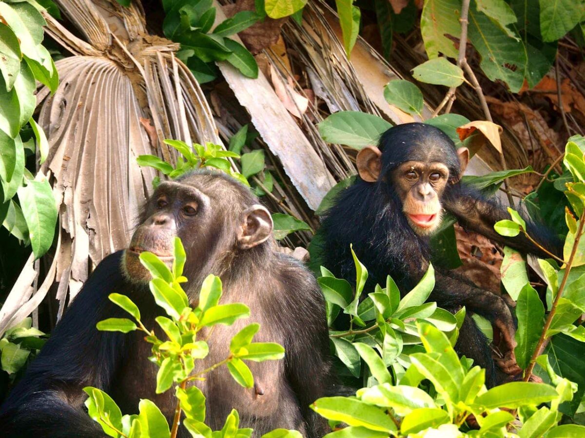 Las bromas pesadas entre simios podrían explicar la evolución de la socialización humana