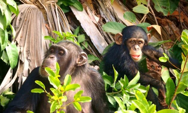 Las bromas pesadas entre simios podrían explicar la evolución de la socialización humana
