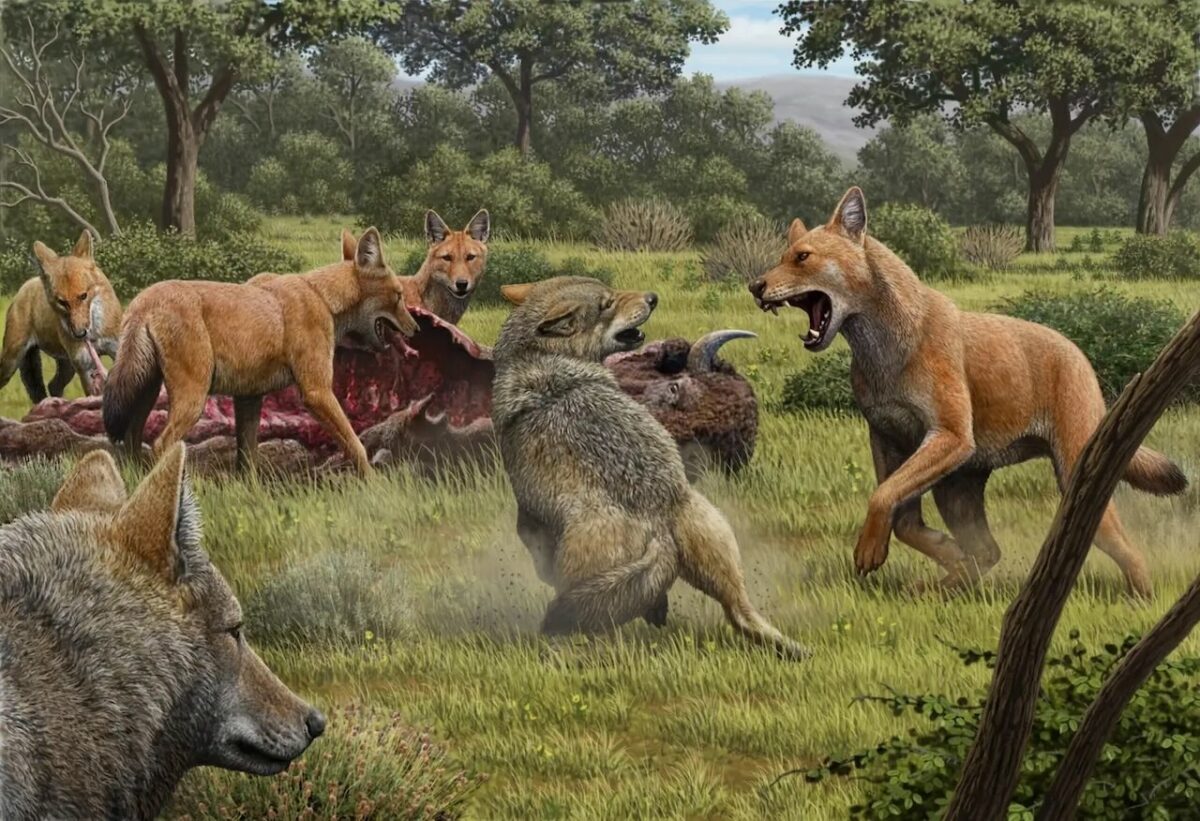 Los lobos huargos eran en realidad zorros enormes de la Edad de Hielo
