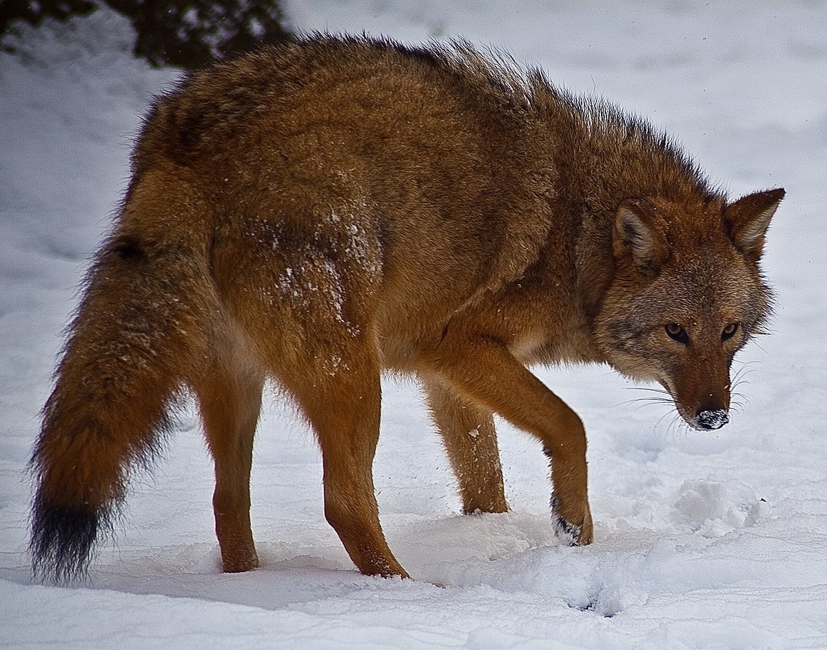 El coyolobo, el híbrido de coyote y lobo que está invadiendo América