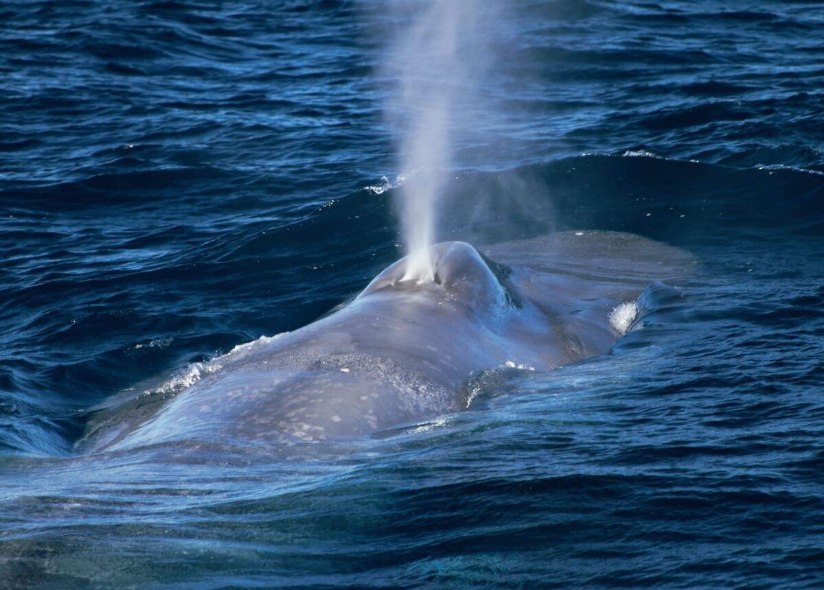 ¿Cuántas ballenas azules quedan en el mundo?