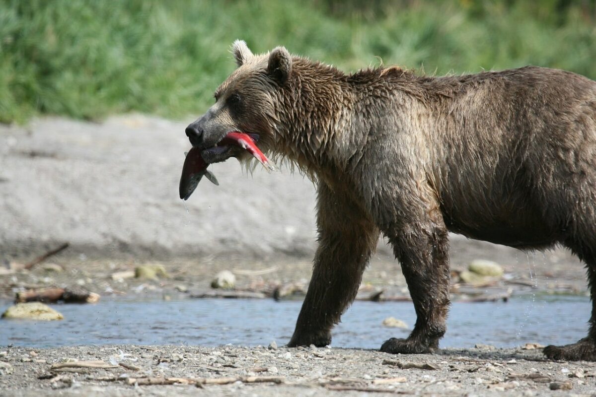 ¿El oso es carnívoro, herbívoro u omnívoro?
