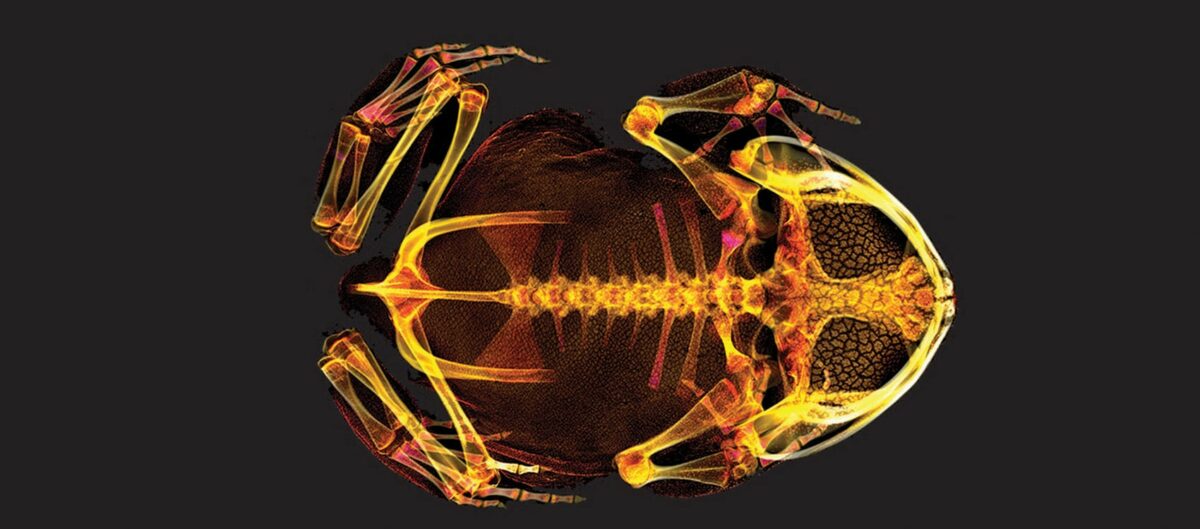 Los científicos han escaneado miles de animales en 3D accesibles a todo el mundo