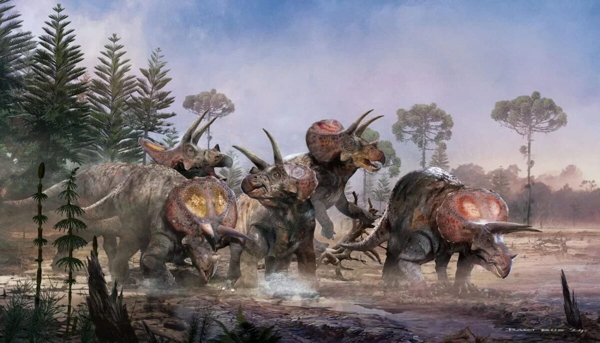 Spielberg tenía razón: el triceratops iba en manada