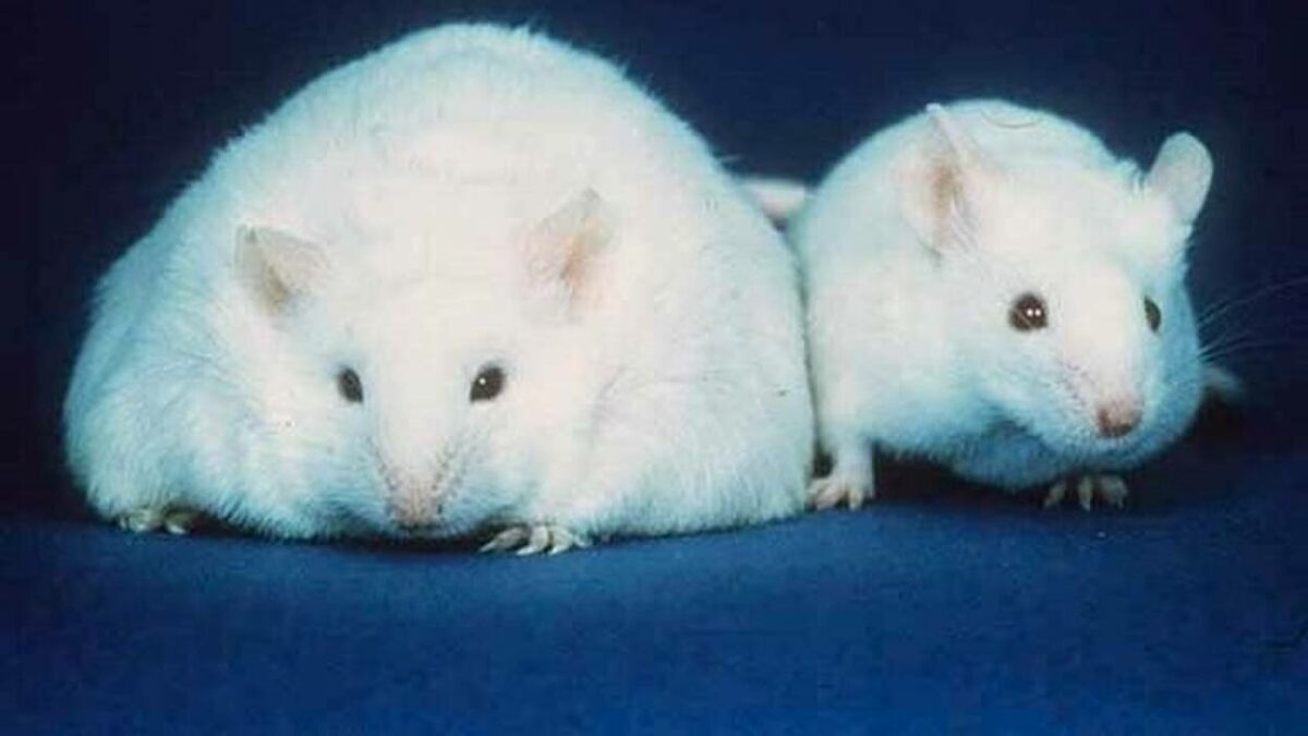 La comida basura daña a largo plazo el cerebro de las ratas adolescentes