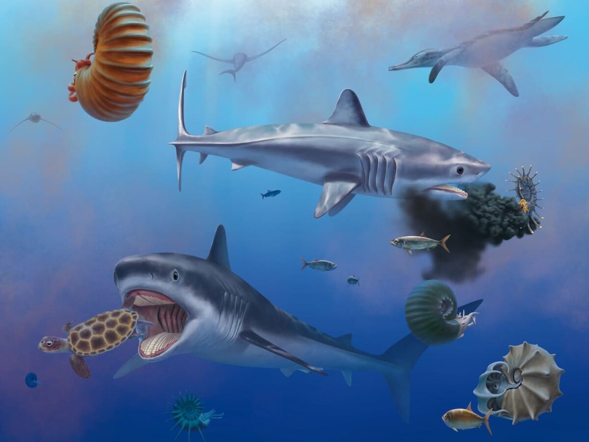 Este antepasado del tiburón blanco tenía una dieta sorprendente