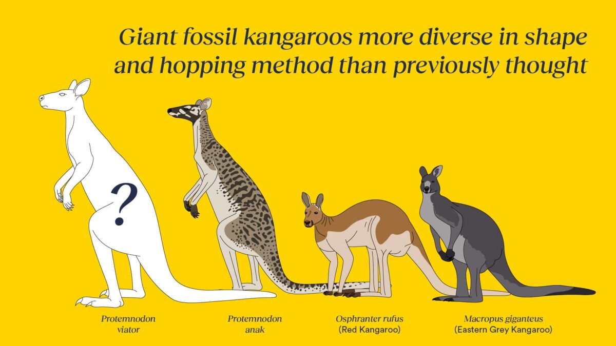 Así eran los canguros gigantes de hace 40.000 años