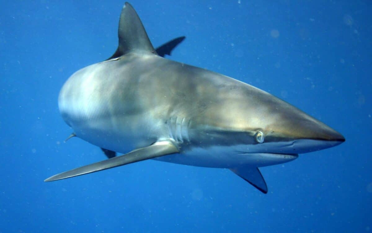 El tiburón sedoso bate el récord de migración