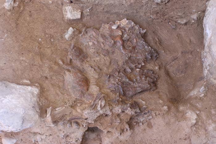 El cráneo de Shanidar Z, aplastado por miles de años de sedimentos y desprendimiento de rocas, in situ en la cueva de Shanidar, Kurdistán iraquí. Foto: Profesor Graeme Barker