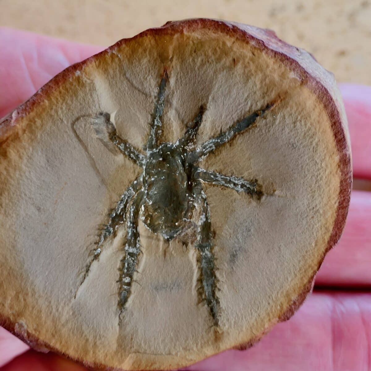 Una araña de hace 300 millones de años con patas cubiertas de espinas