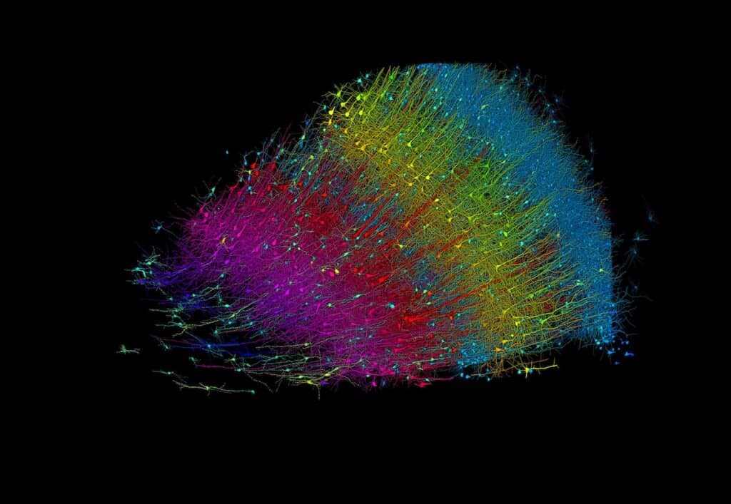cerebro mapa