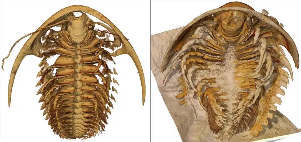 Reconstrucción de la parte inferior del trilobites | Los investigadores utilizaron tomografías computerizadas para reconstruir la forma de los trilobites, vistos aquí desde la parte inferior.