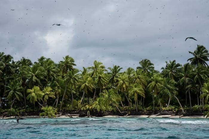 Unas islas libres de ratas restauradas podrían albergar cientos de miles más de aves marinas reproductoras