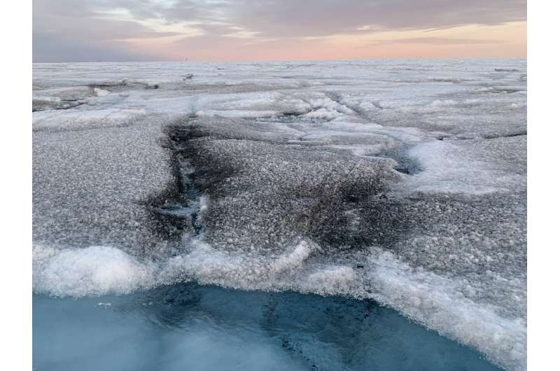 Las algas ennegrecen el hielo. Cuando esto ocurre, el hielo refleja menos luz solar y se derrite más rápido. Varias zonas de Groenlandia están cubiertas de algas negras. Crédito: Laura Perini