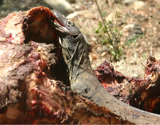 dragon de komodo comiendo