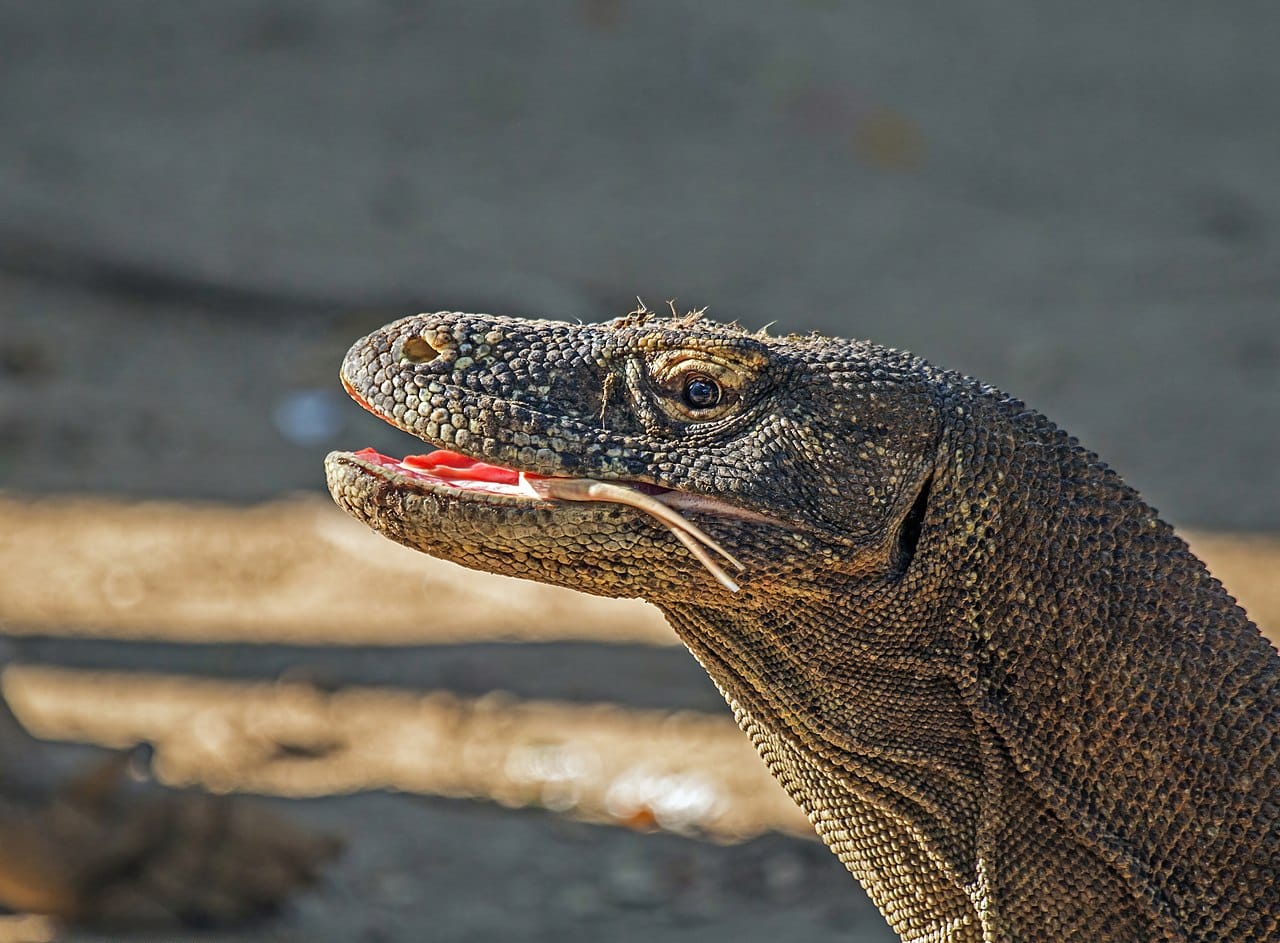 Los dientes de los dragones de Komodo tienen bordes de hierro para ser más afilados