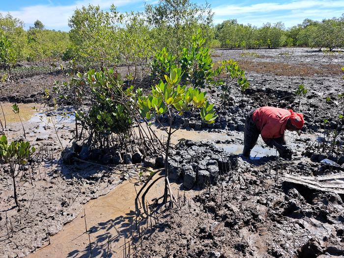 Viveros de manglares en Maputo, Mozambique, gestionados por la comunidad local con el apoyo técnico de los Programas Internacionales del Servicio Forestal de EE UU. Vilma Machava, Programas Internacionales del Servicio Forestal de EE.UU.