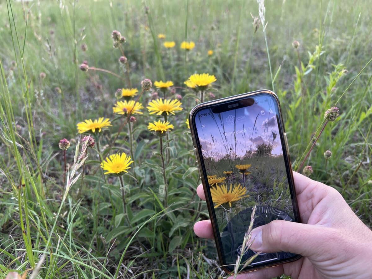 Una aplicación para identificar plantas ayuda a entender las consecuencias del cambio climático