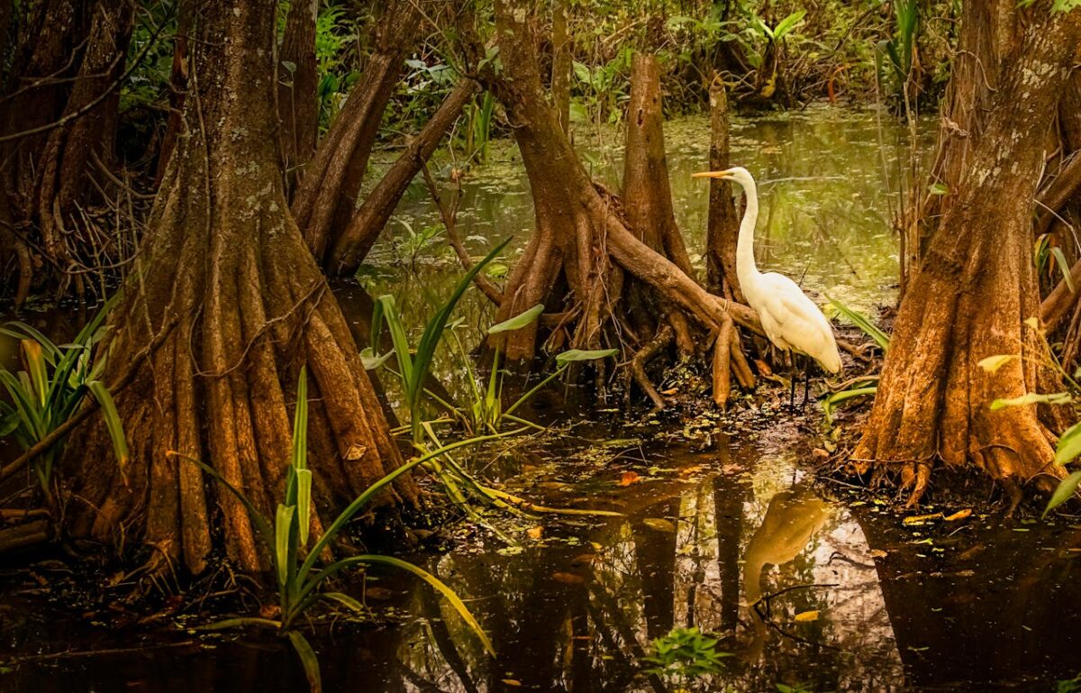 Los manglares absorben más carbono que cualquier otro ecosistema