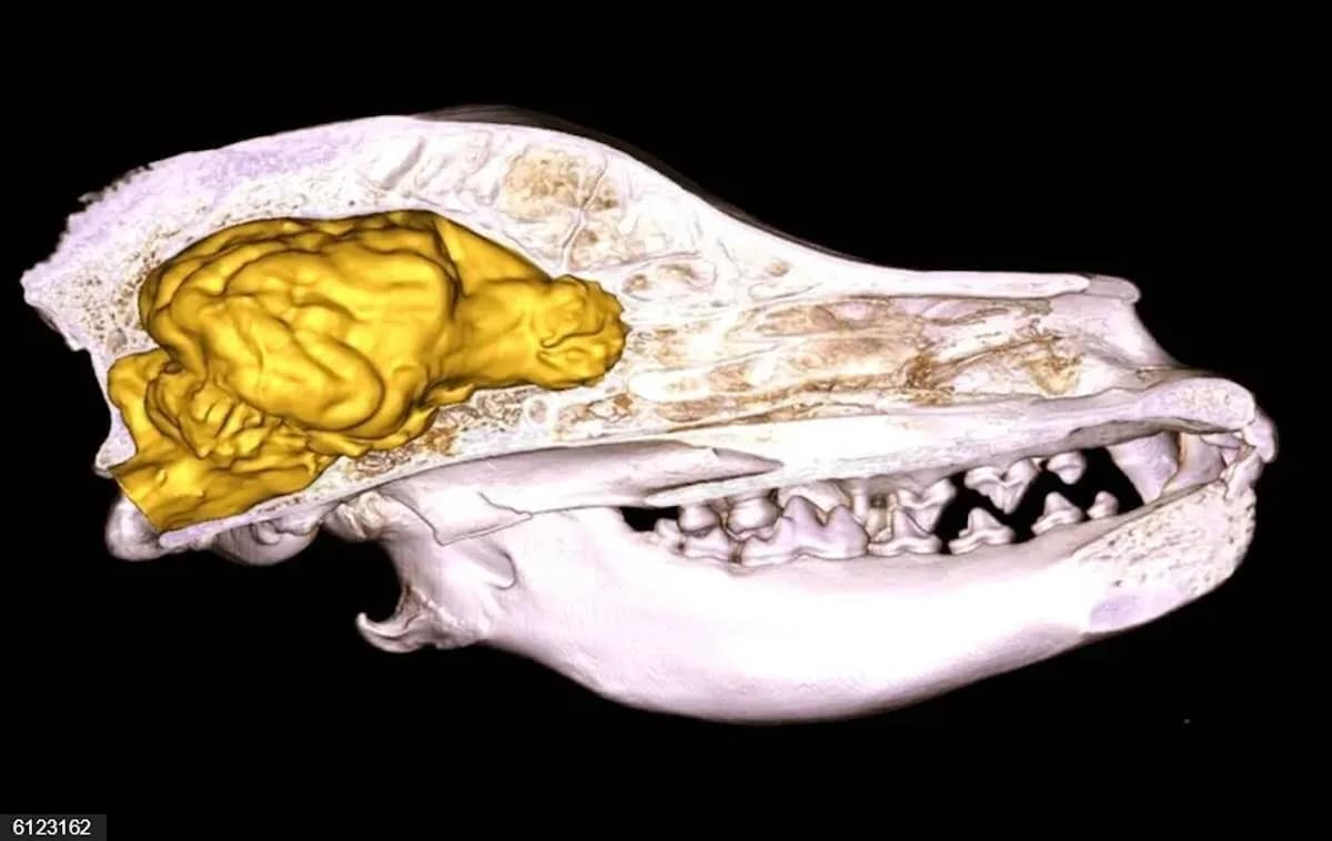 Por qué los perros tienen menos cerebro que los lobos