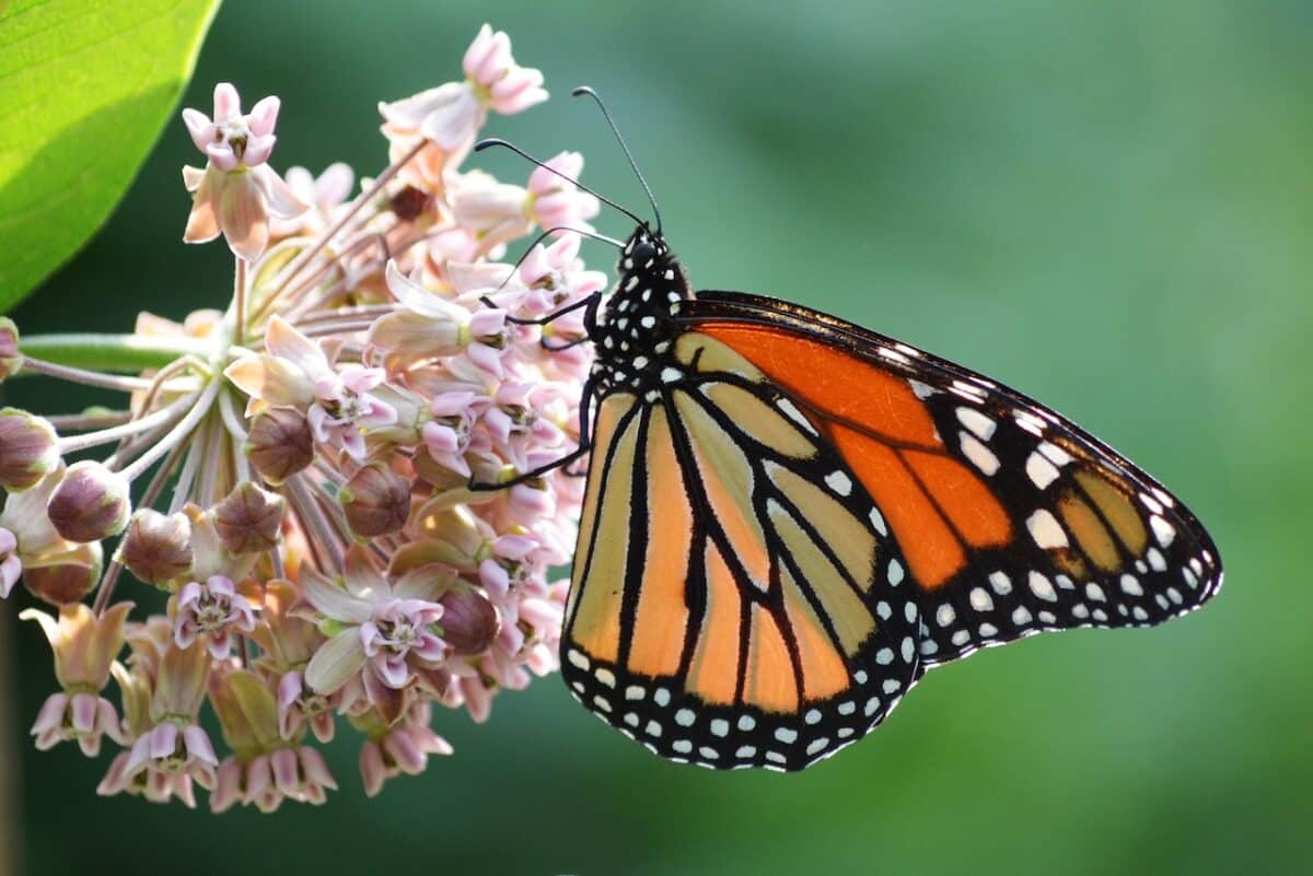 La planta del algodoncillo puede salvar a las mariposas monarca