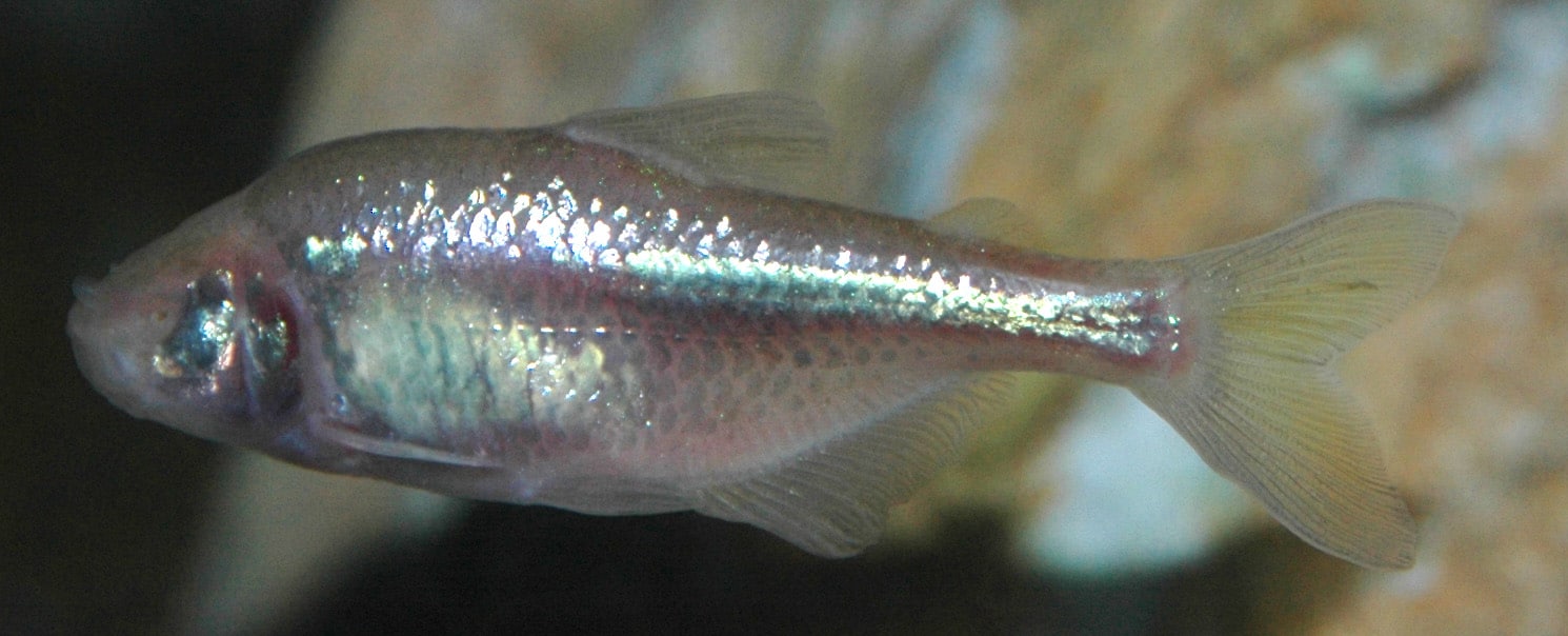 Los peces ciegos que viven en cuevas se orientan por el sabor