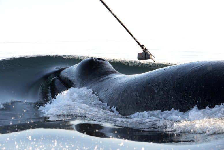 Las ballenas sincronizan sus buceos con otras ballenas a cientos de kilómetros