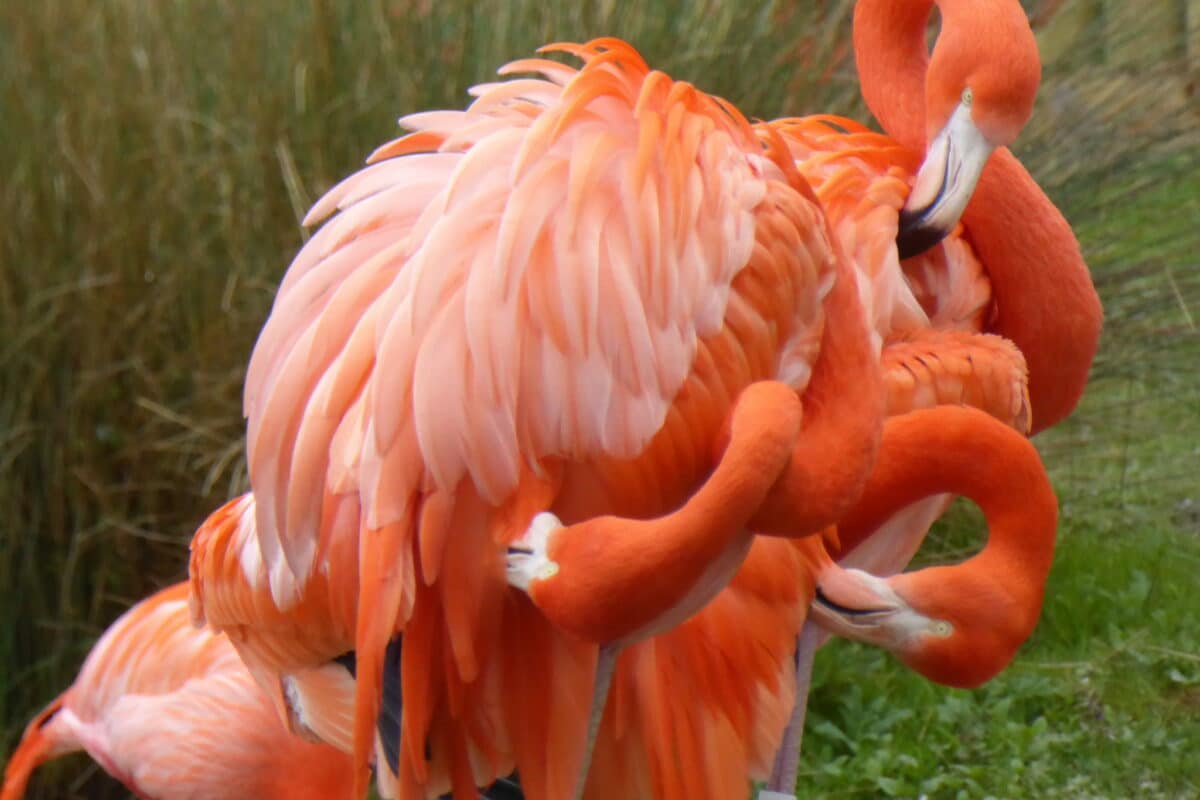 No, los flamencos no se acicalan más que otras aves acuáticas