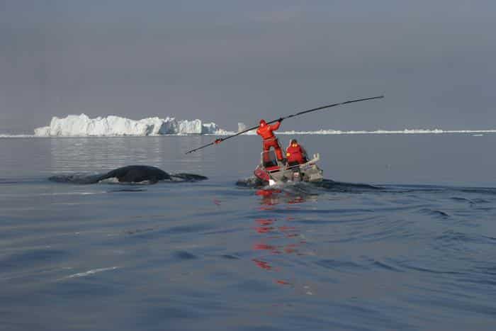 Marcado de una ballena de Groenlandia. (Foto: Mads Peter Heide-Jørgensen)