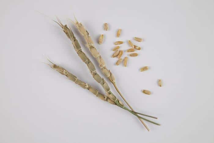 Aegilops tauschii - una de las hierbas silvestres que dieron origen al trigo. Crédito: Ana Perera