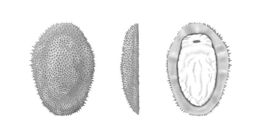 Reconstrucción artística de Shishania aculeata tal y como habría aparecido en vida vistadesde arriba, de lado y desde abajo (de izquierda a derecha). Reconstrucción de M. Cawthorne.