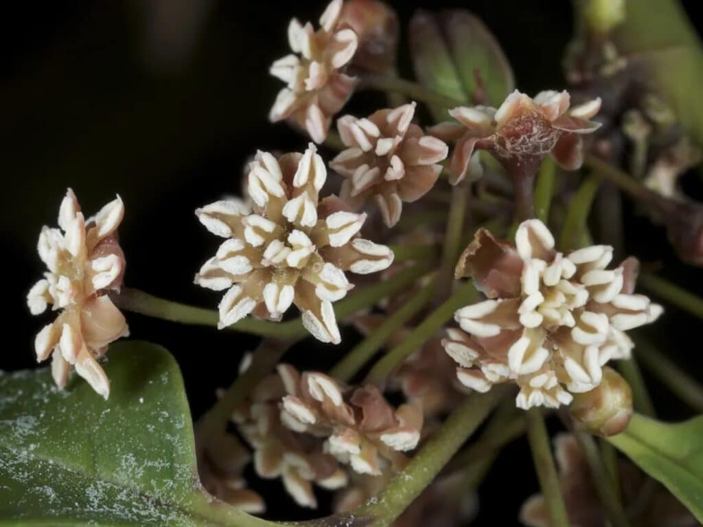 amborella trichopoda