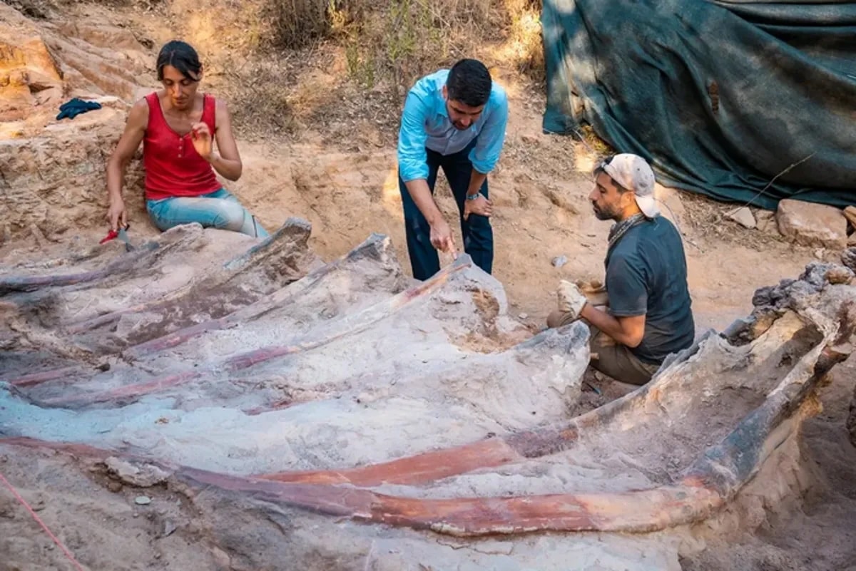 Un hombre encontró el fósil del dinosaurio más grande de Europa en el jardín de su casa en Portugal