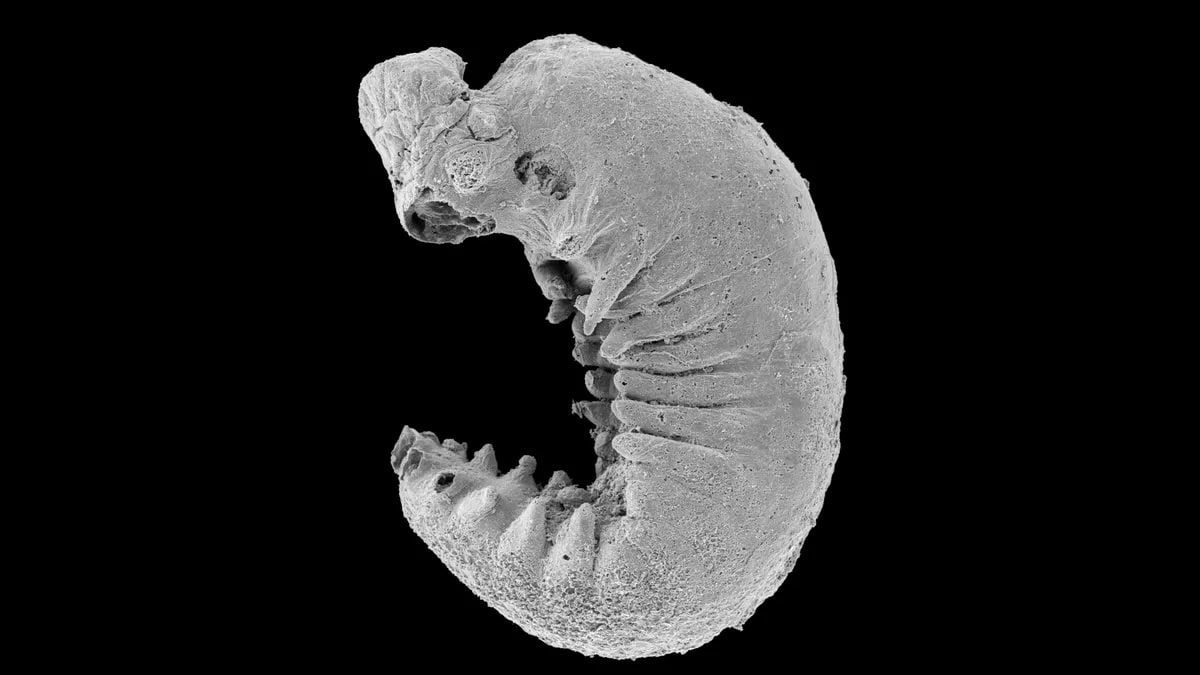 Encontrado un fósil de larva de 500 millones de años con el cerebro perfectamente conservado