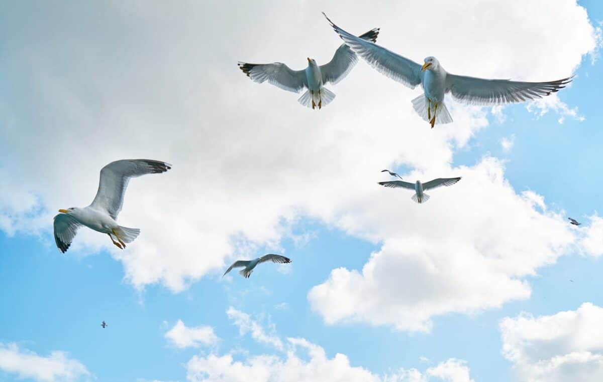 Los pájaros vuelan como si fueran átomos