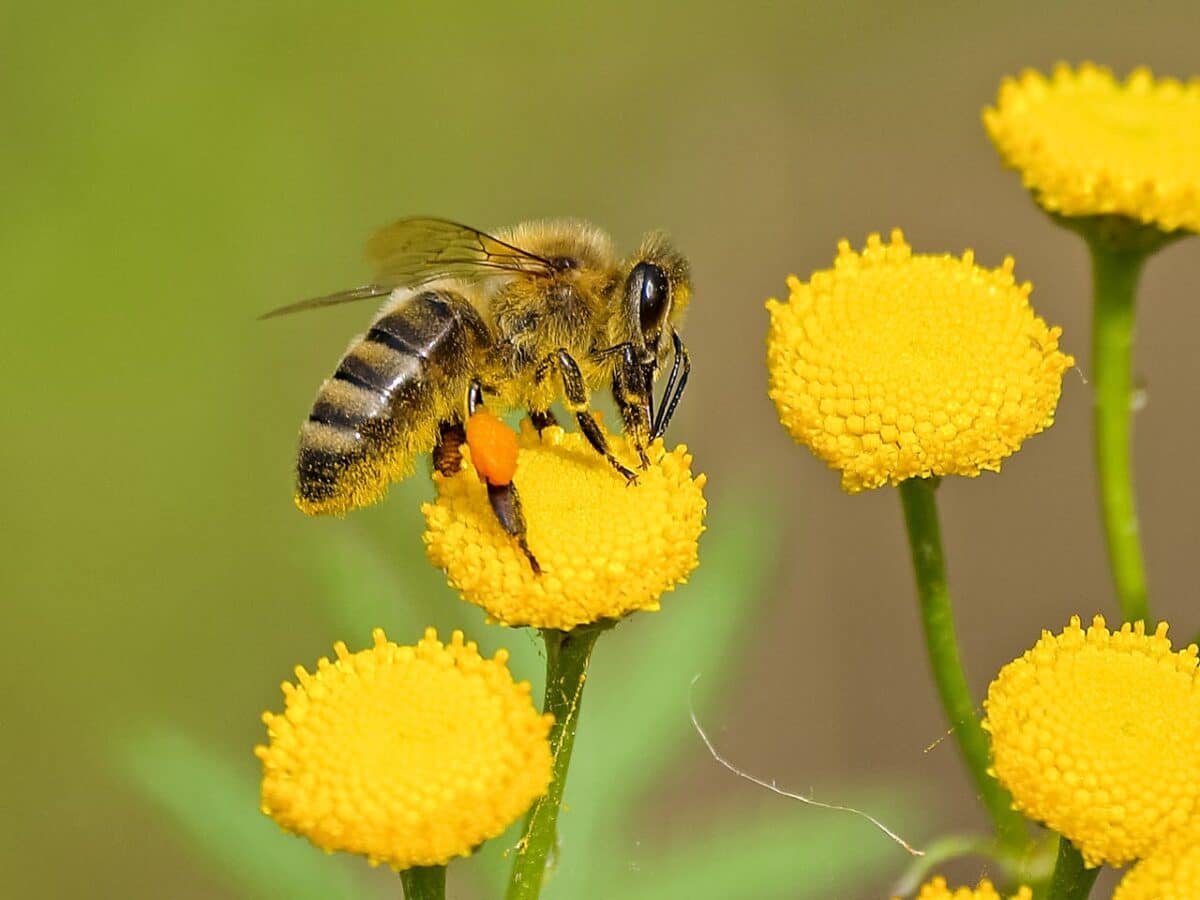 ¿Hay abejas suficientes para polinizar los cultivos de los que depende la humanidad?