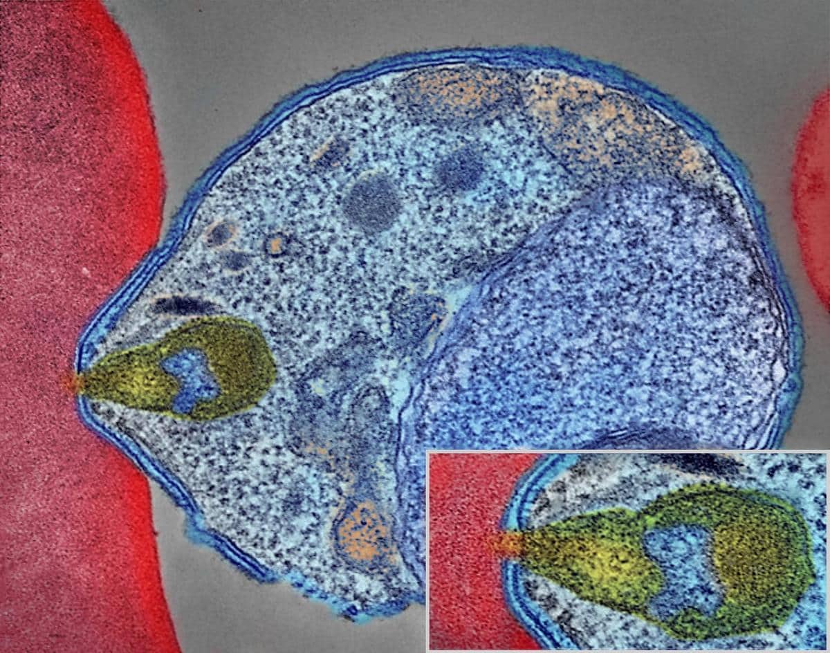 El método del caballo de Troya hace que los parásitos de la malaria prueben su propia medicina