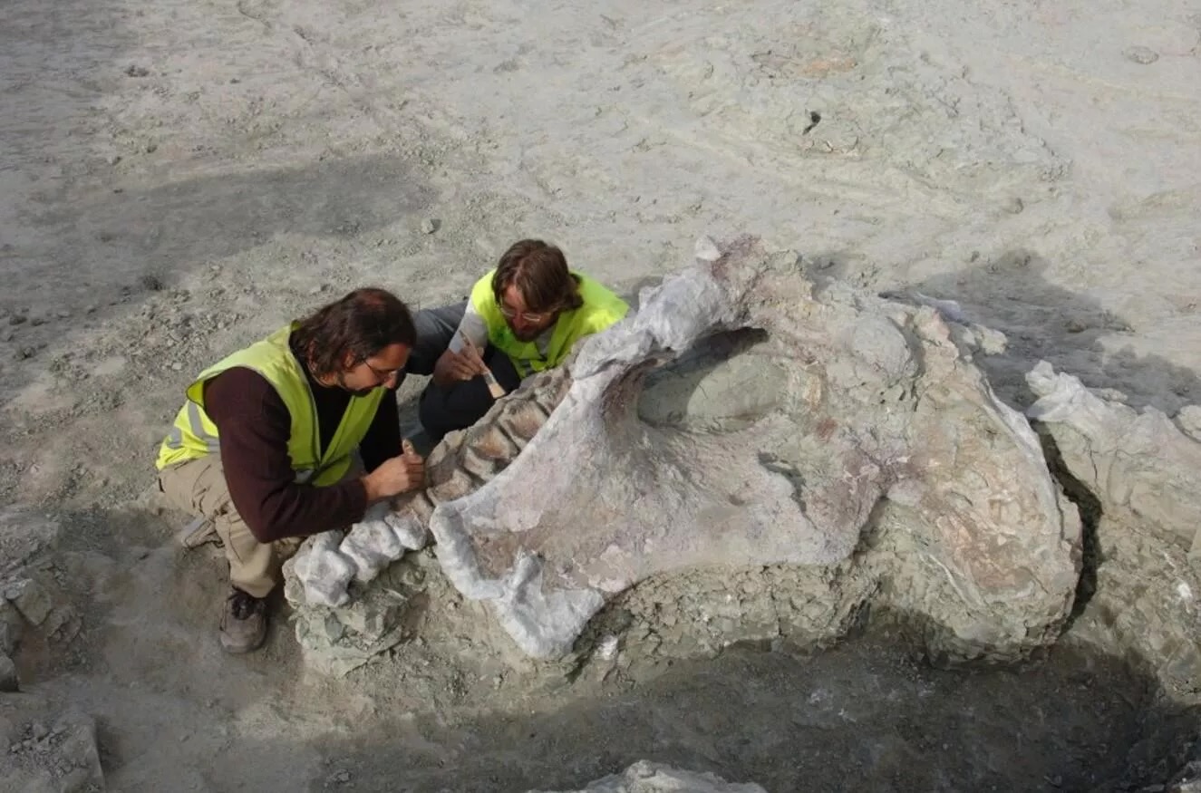 Qunkasaura: el nuevo dinosaurio gigante del Cretácico descubierto en Cuenca