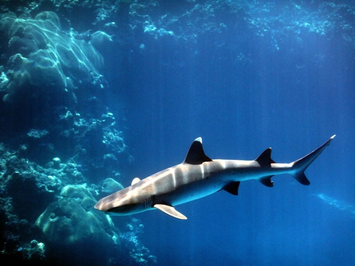 Los tiburones huyen de los arrecifes de coral por el calentamiento de los océanos