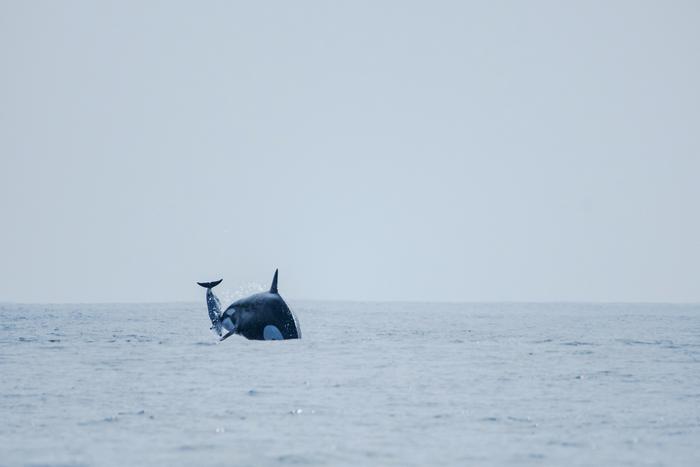 Mientras caza, una orca (identificada como la matriarca de la manada Dakota) impulsa a un delfín oscuro en el aire. Imagen de Maikol Barrera.