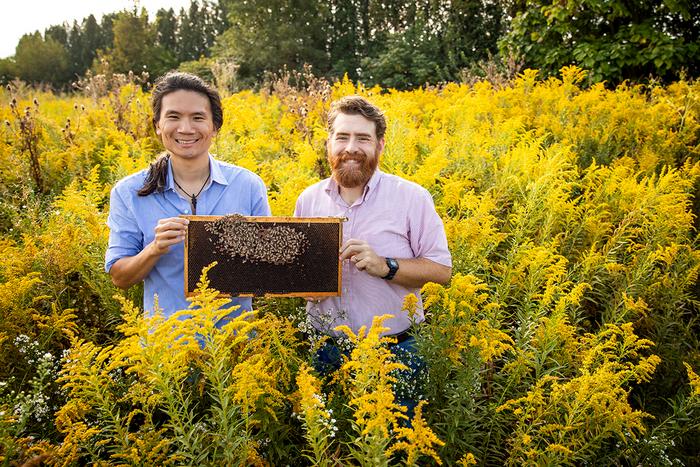 El profesor de entomología de la Universidad de Illinois Adam Dolezal, a la derecha, y el estudiante de posgrado Edward Hsieh