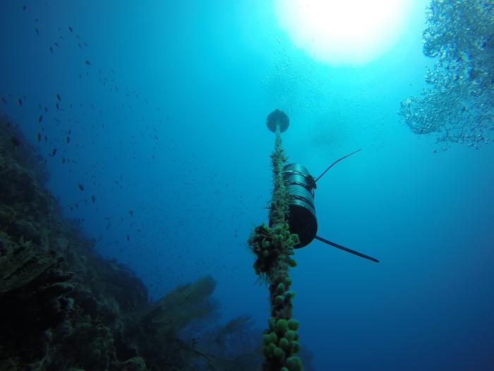 Un receptor acústico fijado al fondo marino y utilizado para seguir los movimientos de los tiburones. Dr. David Jacoby, Universidad de Lancaster